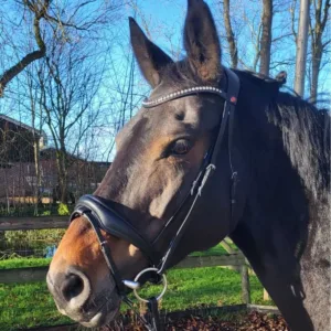 Rossner Taormina Hoofdstel - Zwart, Cob