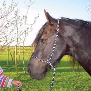 F.R.A. universeel leidhalster - Zwart, Pony