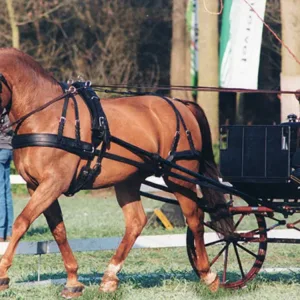 Ideal Luxe tuigen enkelspan - Zwart, Full