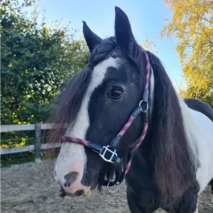 Arturo corda halster bordeaux sfeer