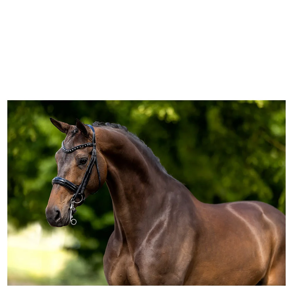 BR Hoofdstel Wendover Stang & trens BR Hoofdstel Wendover Stang & trens 20792-01-c