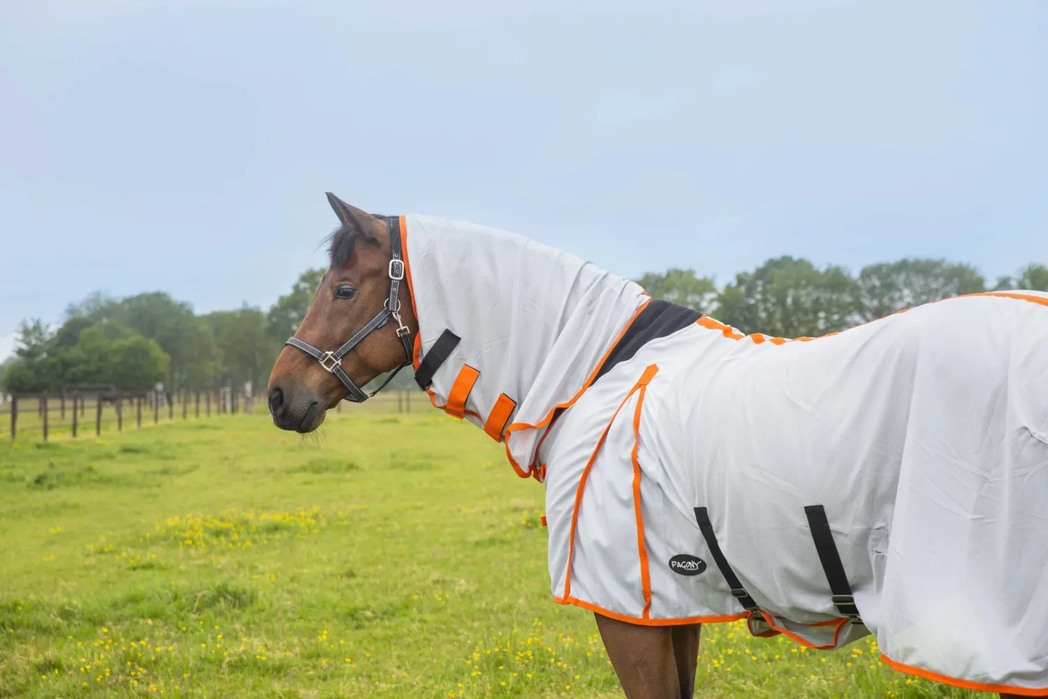 Pagony buikflap vliegendeken