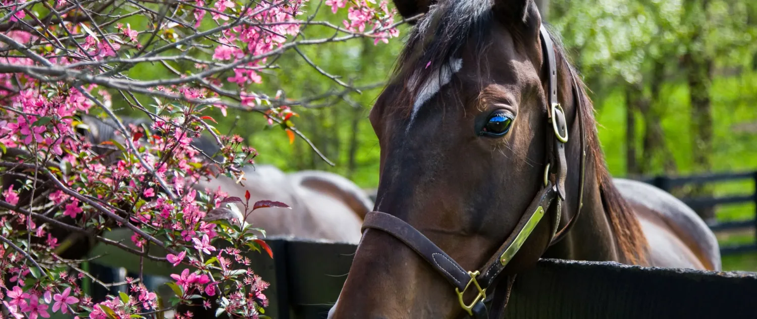 HP PAASEI NL test scaled