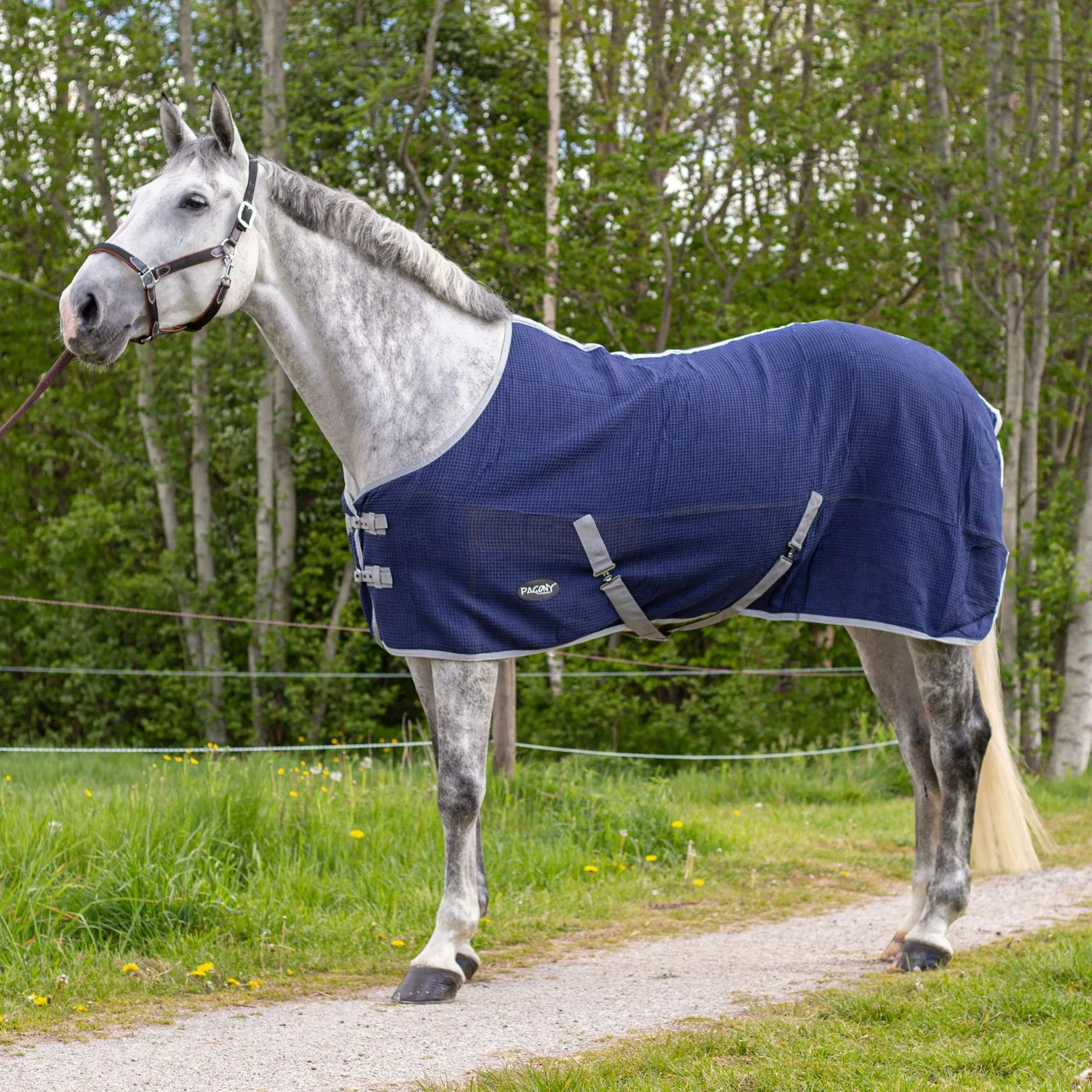 Pagony Honey zomerdeken op paard 40154 11 b
