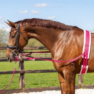 Pagony Longeersingel Wiesmoor 20068 45 b