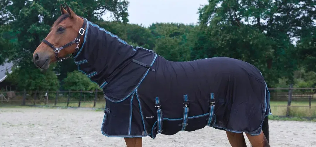 Pagony royal on horse1